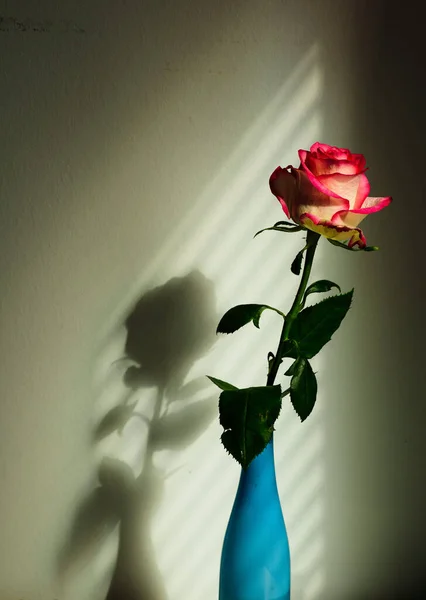 Colpo Verticale Una Rosa Multicolore Vaso — Foto Stock