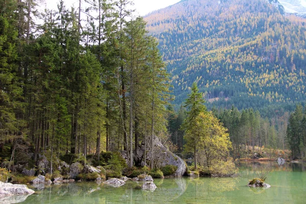 Uno Splendido Scenario Forestale Vicino Lago Estate — Foto Stock