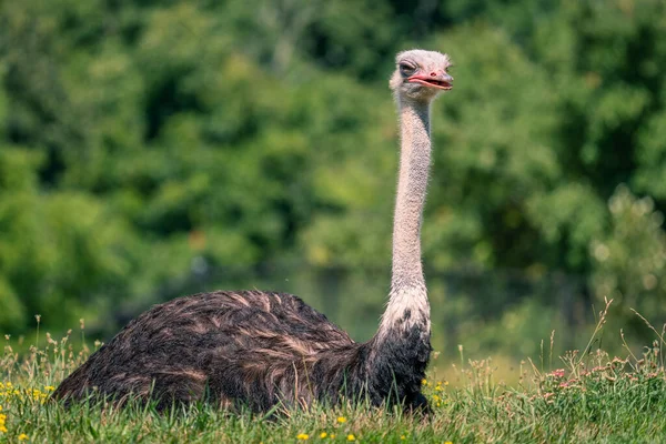 Výběrový Snímek Pštrosa Procházejícího Travnatých Pláních — Stock fotografie