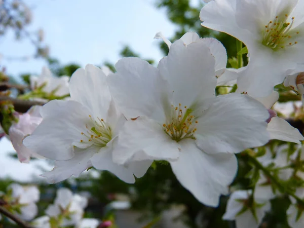 背景がぼやけている美しい桜のクローズアップ — ストック写真