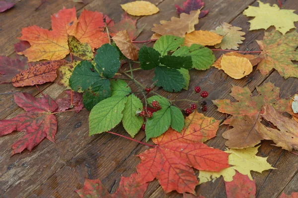 Een Closeup Shot Van Herfst Kleurig Loof Een Van Hout — Stockfoto