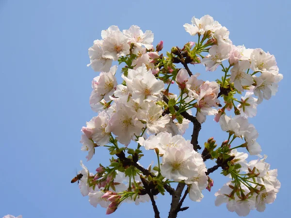 Primo Piano Bellissimi Fiori Ciliegio Sotto Cielo Blu — Foto Stock