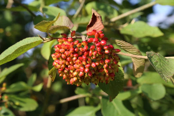 Вибірковий Фокус Рослини Viburnum Lantana — стокове фото