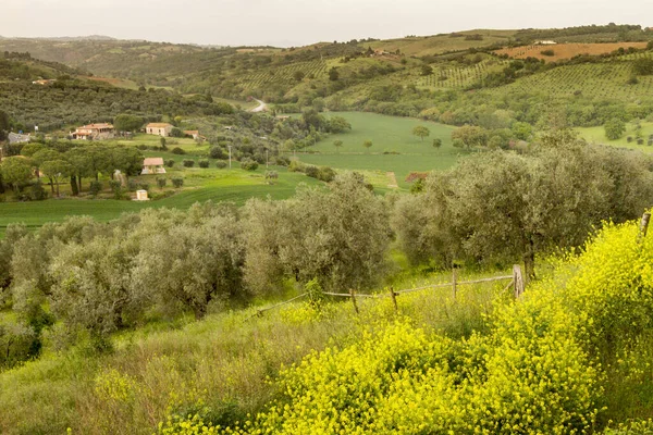 Agricultural Field Full Foliage Trees — Stock Photo, Image