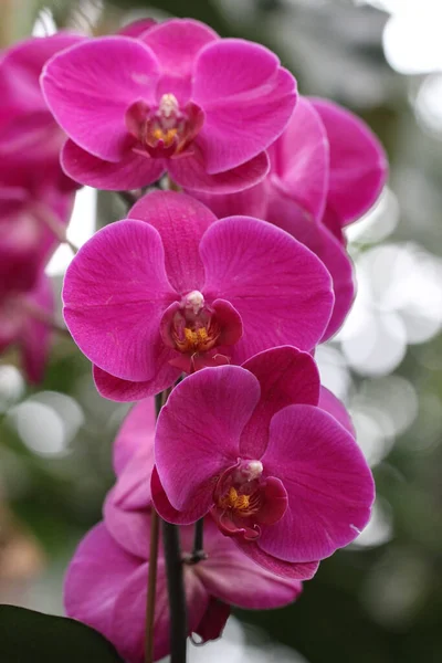 Egy Függőleges Közelkép Rózsaszín Orchideákról Kertben — Stock Fotó