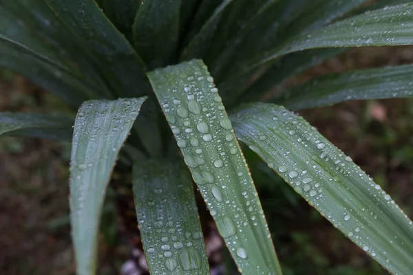 Close Shot Green Leaves Moisture Drops Heavy Rain Autumn — Stock Photo, Image