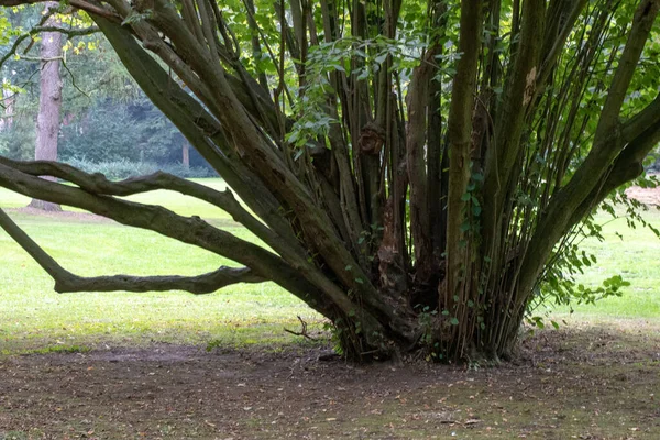 Primo Piano Albero Parco Brema Germania — Foto Stock