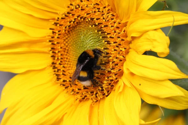 Closeup Shot Bee Sunflower — Stock Photo, Image