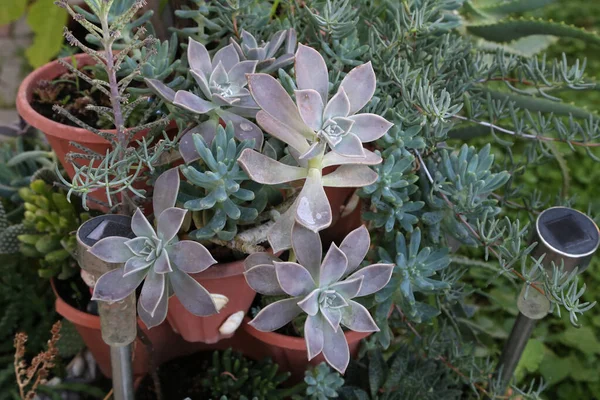Closeup Shot Echeveria Plants Pots — Stock Photo, Image