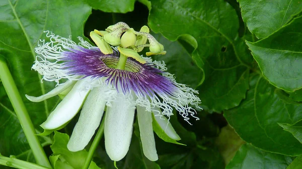 Primer Plano Una Hermosa Flor Pasiflora —  Fotos de Stock