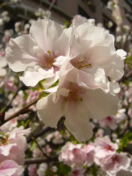 Närbild Bild Bild Vackra Körsbär Blommor Suddig Bakgrund — Stockfoto