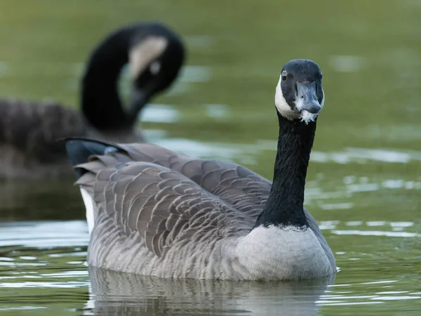 Tiro Seletivo Foco Pato Água — Fotografia de Stock