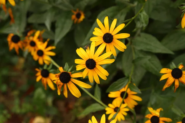 Вибірковий Фокус Картині Чорноока Сузан Квітка Цвіте Саду — стокове фото