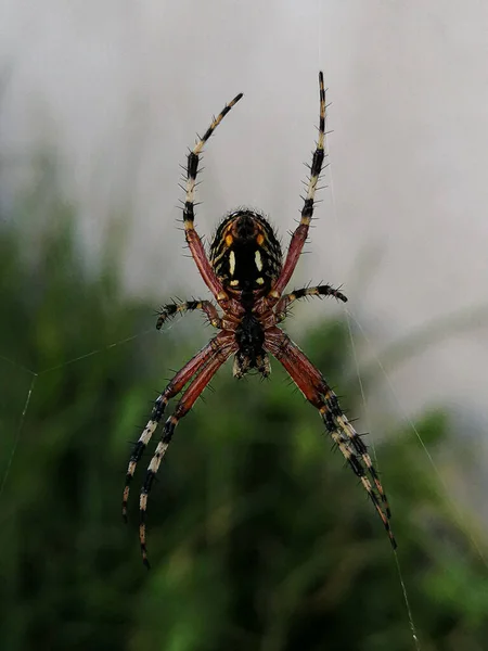 Ένα Κάθετο Κοντινό Πλάνο Μιας Πολύχρωμης Argiope Spider Στον Ιστό — Φωτογραφία Αρχείου