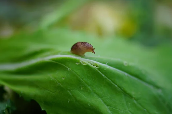 Plan Sélectif Ver Sur Feuille Dans Forêt — Photo