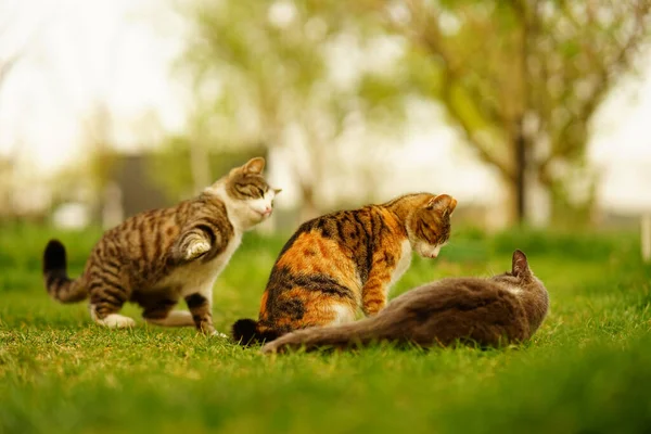 Adorables Gatos Jugando Juntos Campo Hierba Verde Atardecer —  Fotos de Stock