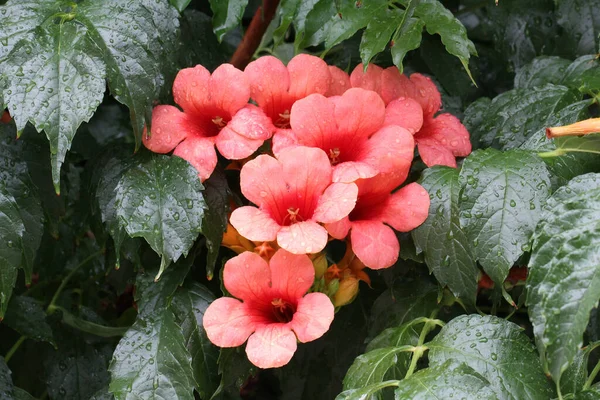 Zbliżenie Ujęcia Campsis Kwiaty Kroplami Deszczu Nich — Zdjęcie stockowe