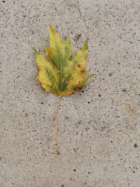 Eine Vertikale Nahaufnahme Eines Einsamen Trockenen Herbstblattes Auf Dem Boden — Stockfoto