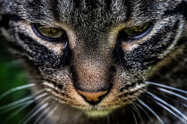 Een Close Shot Van Een Schattige Verdwaalde Kat — Stockfoto