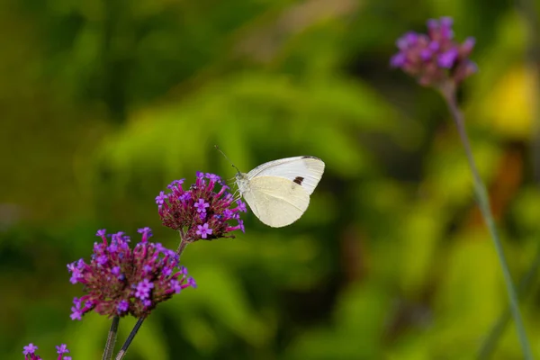 Gros Plan Papillon Chou Assis Nourrissant Une Verveine Fleurs Verbena — Photo