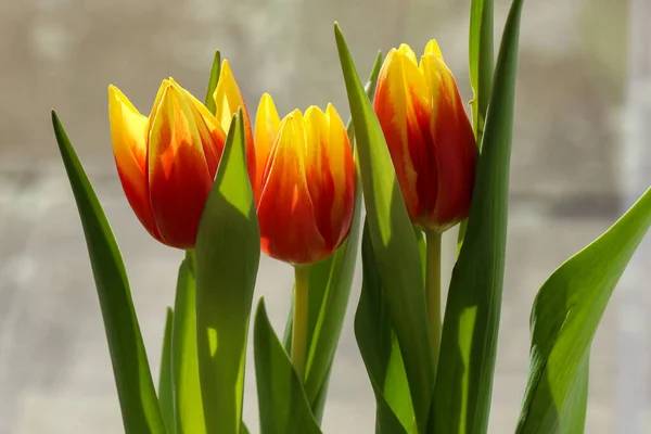 Une Mise Point Sélective Tulipes Jaune Rouge Fleurissant Dans Jardin — Photo