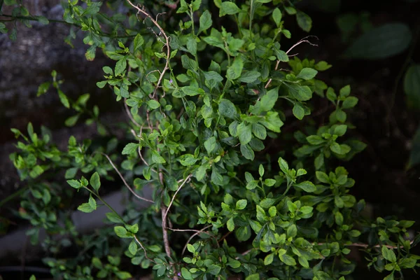 昼間の緑の中で成長している植物のクローズアップショット — ストック写真