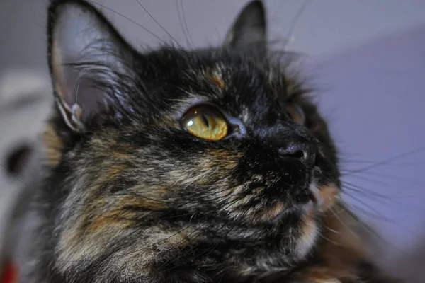 Egy Közeli Portré Egy Aranyos Teknősbéka Macskáról — Stock Fotó
