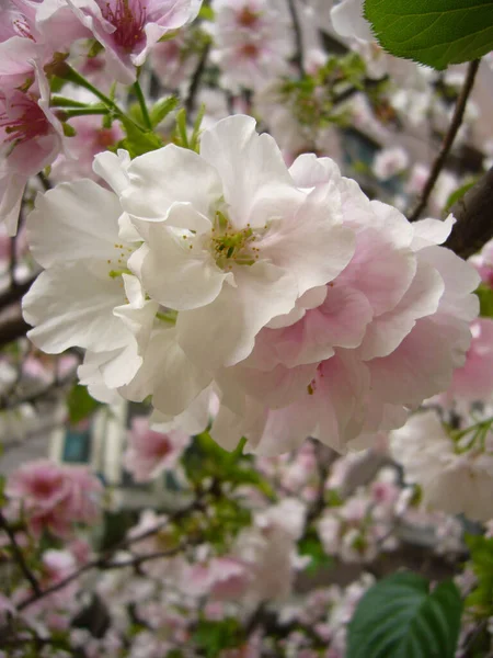 Primer Plano Vertical Flores Manzano Blanco Ramo Flor — Foto de Stock