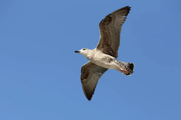 Uma Gaivota Voo Baixo Nível Contra Céu Azul — Fotografia de Stock