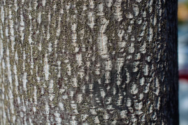 古い木の樹皮のクローズアップショット — ストック写真