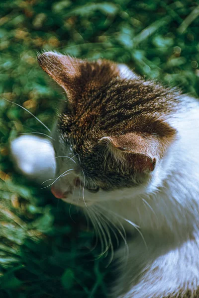 Sevimli Bir Kedinin Dikey Görüntüsü — Stok fotoğraf