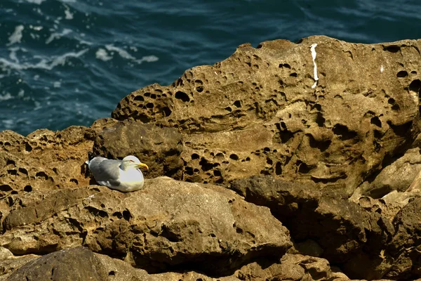 Una Gaviota Roca Junto Mar — Foto de Stock