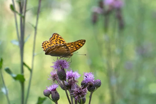 Een Selectieve Focus Shot Van Een Silver Washed Fritillary Vlinder — Stockfoto