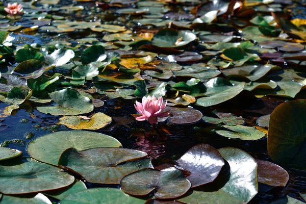 Gros Plan Beau Nénuphar Des Feuilles — Photo