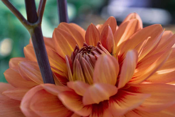 Gros Plan Une Belle Dahlia Orange — Photo