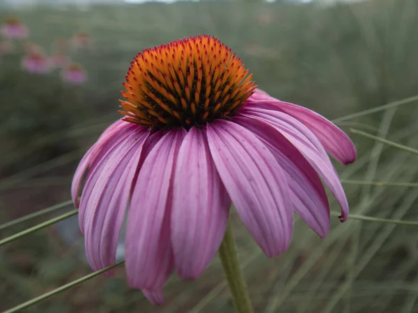 Een Selectieve Focus Shot Van Een Echinacea Bloem Florerend Tuin — Stockfoto