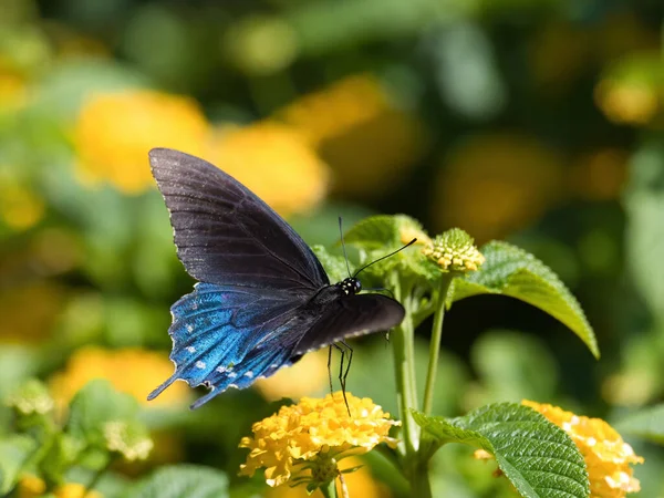 Selektiv Fokusbild Spicebush Swallowtail Fjäril Sitter Blomma — Stockfoto