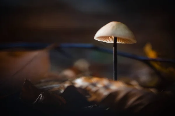 Een Close Shot Van Wilde Paddestoel Het Bos — Stockfoto