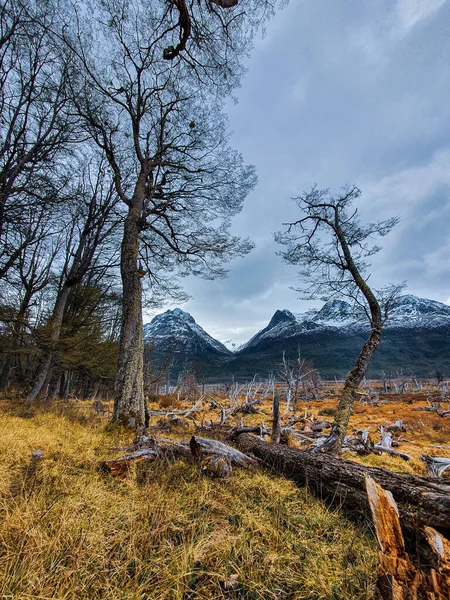 Pionowe Ujęcie Pięknego Lasu Pokryte Śniegiem Góry Tle — Zdjęcie stockowe