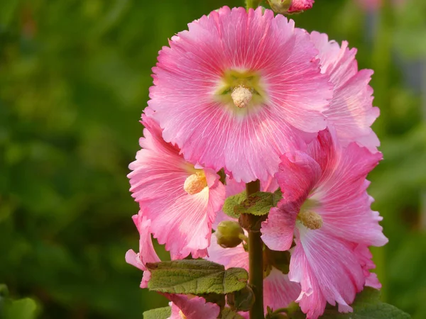 Closeup Shot Beautiful Pink Hollyhock Flower Blurred Background — Stock Photo, Image