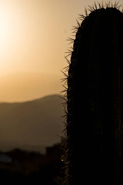 Closeup Cacto Gigante Deserto Durante Por Sol — Fotografia de Stock