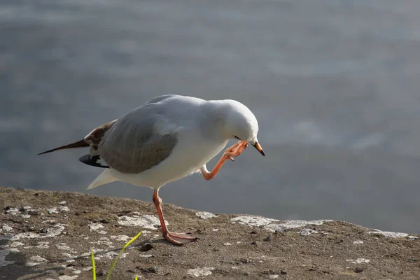 Gros Plan Une Mouette Bord Lac — Photo