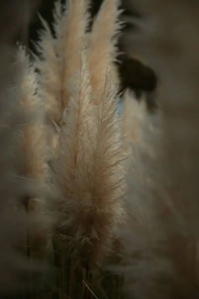 Tiro Vertical Campo Grama Pampas Cortaderia Selloana Perfeito Para Papéis — Fotografia de Stock