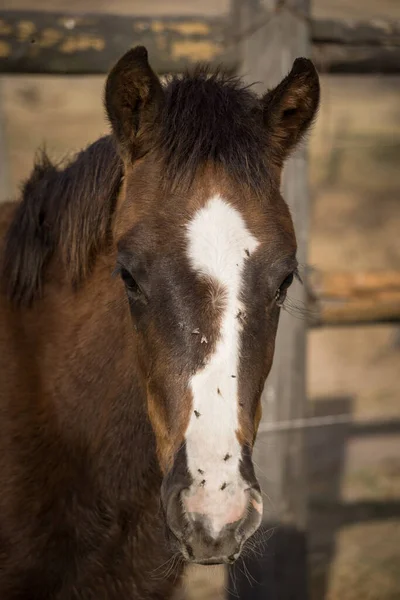 Zbliżenie Twarzy Pięknego Peruwiańskiego Konia Farmie — Zdjęcie stockowe