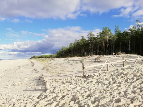 Zachwycające Ujęcie Piaszczystej Plaży Drzewami Polsce — Zdjęcie stockowe