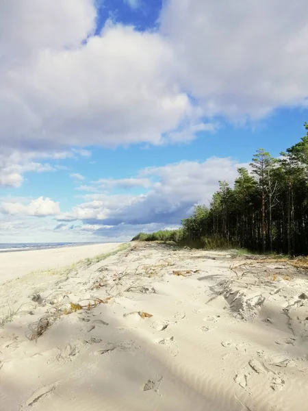 Захватывающий Снимок Песчаного Пляжа Деревьями Польше — стоковое фото