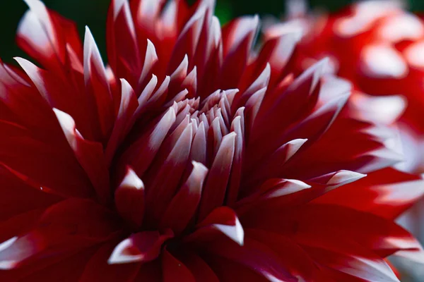 Primer Plano Una Hermosa Dalia Roja —  Fotos de Stock