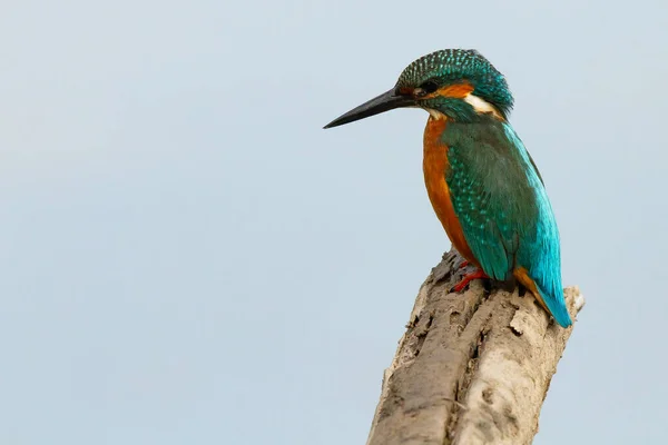 A colorful Common Kingfisher bird perching on a trunk of a tree