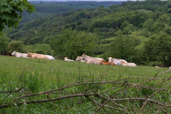 Uma Manada Vacas Descansando Pasto Verão — Fotografia de Stock