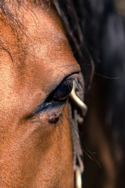 Een Closeup Van Een Oog Van Een Bruin Paard — Stockfoto